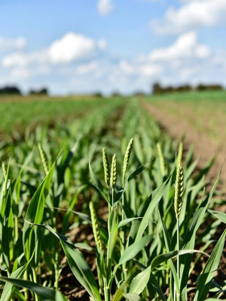 Phosphate Fertilizer Granulation Equipment in Egyptian Factory