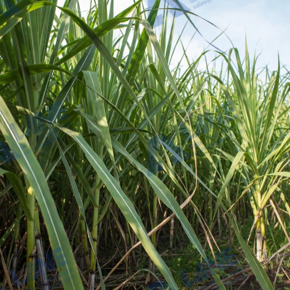 Boost Sugarcane Yield with High-Efficiency DAP Fertilizer Production Line