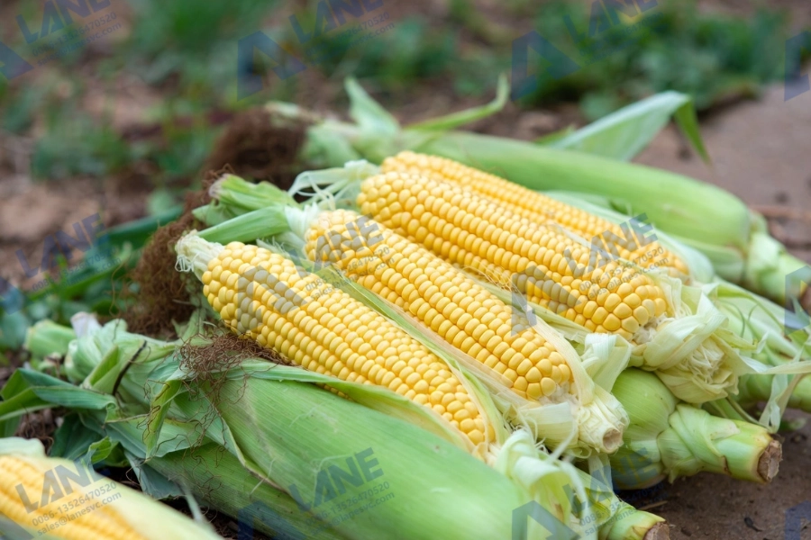 Finding the Best Phosphate Fertilizer for Crops: A Guide to High Yields